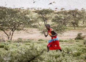 Les Criquets Pèlerins S’abattent Sur La Corne De L’afrique