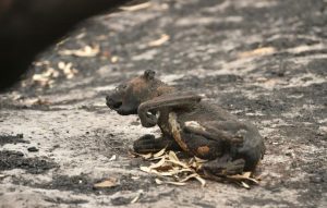 Les Incendies En Australie : La Pluie Tombe En Enfin