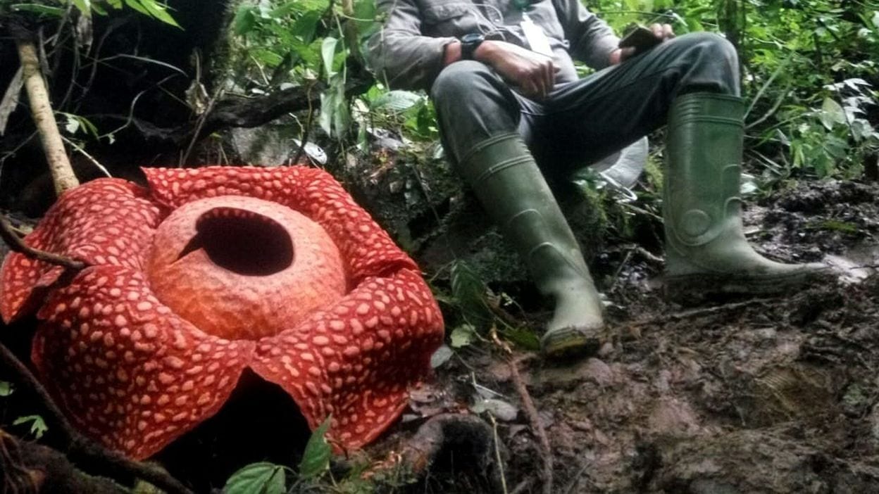 La plus grande fleur du monde découverte sur une l’île