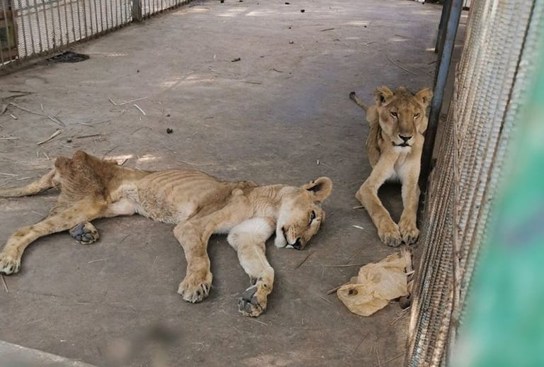 Un Parc Soudanais Va Mal, Ces Lions Meurent De Faim Au Dedans