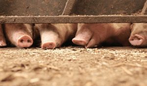 Un Éleveur De Cochons Dévoré Par Ses Bêtes