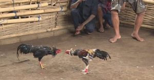 Un Homme Tué Par Un Poulet «Armé» Lors D’un Combat De Coqs