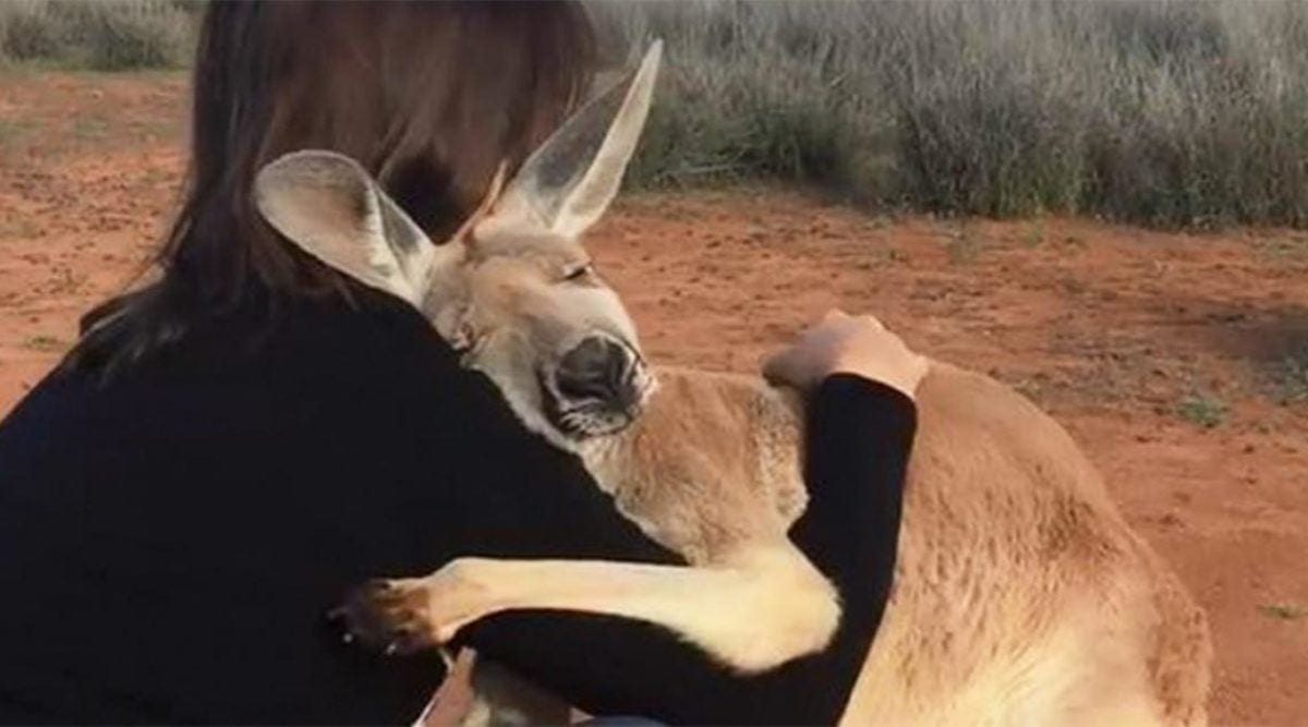 Un kangourou sauvé ne peut plus s’arrêter câliner les bénévoles sauvé la vie - Un kangourou sauvé ne peut plus s’arrêter de câliner les bénévoles qui lui ont sauvé la vie