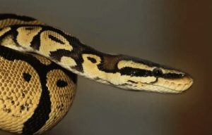 Une Femme Retrouvée Morte, Un Python De Deux Mètres Autour Du Cou, Dans Un Vivarium Géant