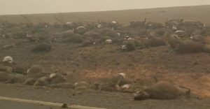 Une Vidéo Montre Des Centaines De Carcasses Brûlées De Koalas Et De Kangourous Sur Une Route Australienne