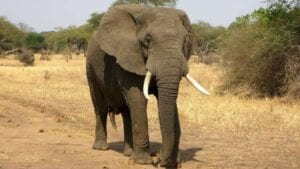 Sénégal : Un Éléphant En Liberté Après Plusieurs Années, Une Première