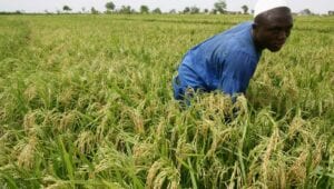 Le Nigeria Devient Le 1Er Producteur De Riz En Afrique