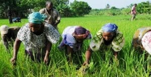 Afrique: 4 Pays Sur Le Point De Consacrer 10 % De Leur Budget Au Secteur Agricole