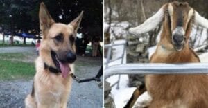 Deux Chiens Et Une Chèvre Candidats Pour Le Titre De Maire Honoraire D’une Ville Américaine