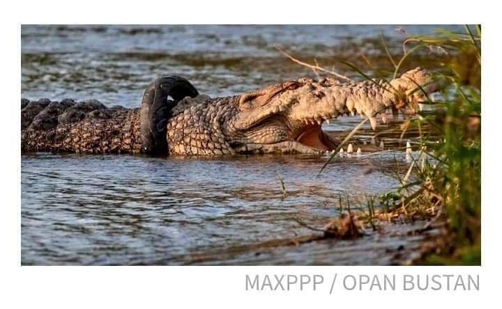 L’indonésie Offre Une Récompense Pour Retirer Le Pneu Autour Du Cou De Ce Crocodile Géant Et Le Sauver