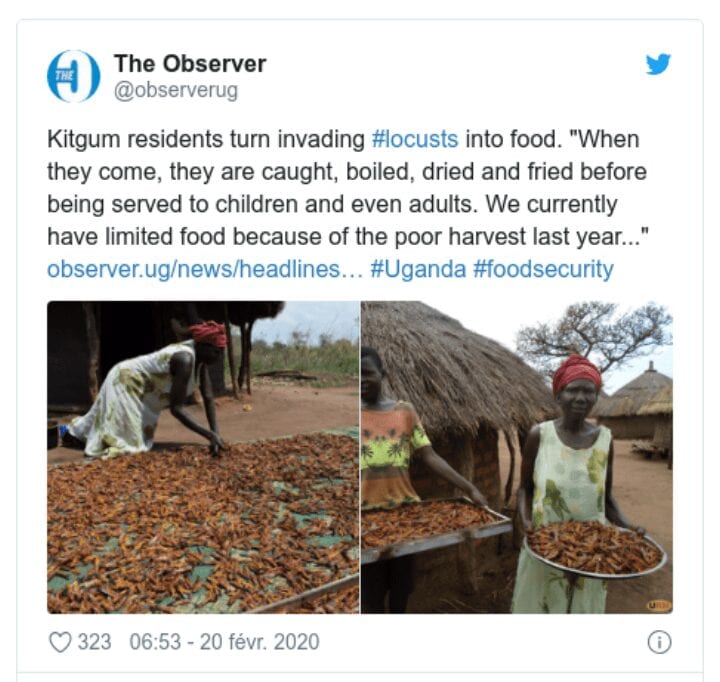 Les cultivateurs mangent des criquets pelerins qui envahissent leurs champs Doingbuzz - Ouganda : Les cultivateurs mangent des criquets pèlerins qui envahissent leurs récoltes
