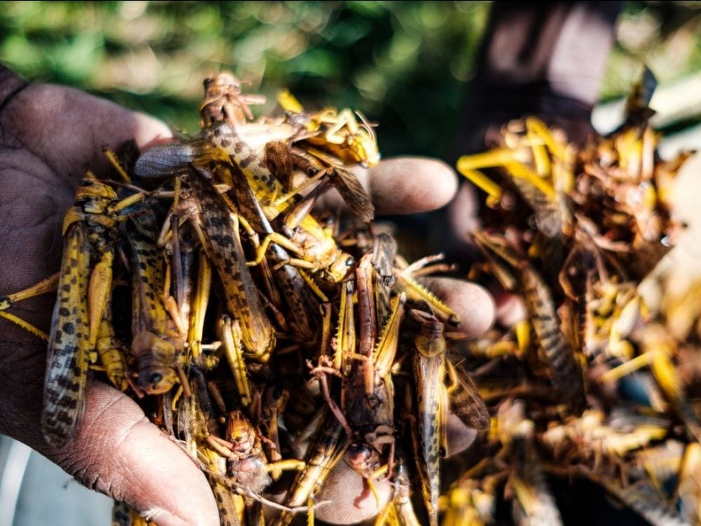Ouganda : Les Cultivateurs Mangent Des Criquets Pèlerins Qui Envahissent Leurs Récoltes