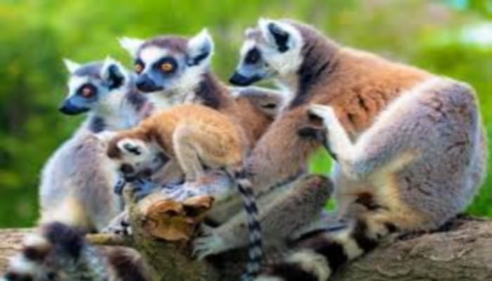 Madagascar Lémuriens En Danger Défenseurs De L’environnement