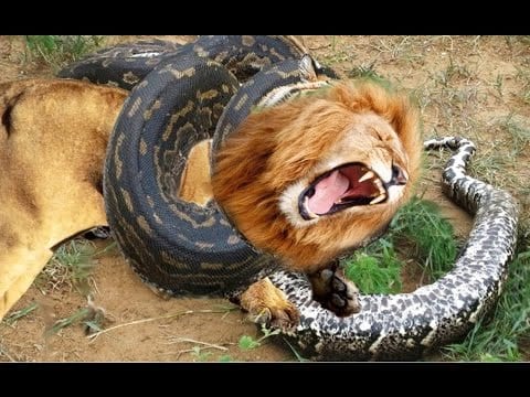 Mortal Kombat Inédit Entre Un Lion Et Un Anaconda (Vidéo)