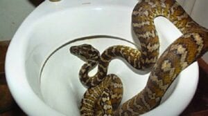 Un Python De 3 Mètres Mord Le Plantain D’un Djo Dans Ses Toilettes !