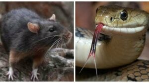 Un Zoo Propose De Renommer Un Rat Par Le Nom De Votre Ex Et Le Donner À Manger À Un Serpent Le Jour De La Saint-Valentin