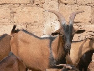 Une Chèvre Donne Naissance À Un Petit Avec Un Crâne De Forme Humaine (Photos)