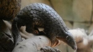 Coronavirus: La Chine Suspecte Le Pangolin D&Rsquo;Être La Source De L&Rsquo;Épidémie