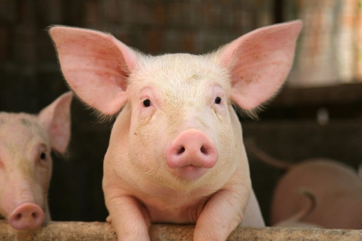 USA : Un rein de porc transplanté avec succès à un homme