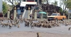 Coronavirus: Des Centaines De Singes Affamés En Raison De L’absence De Touristes En Thaïlande Luttent Pour Une Banane.