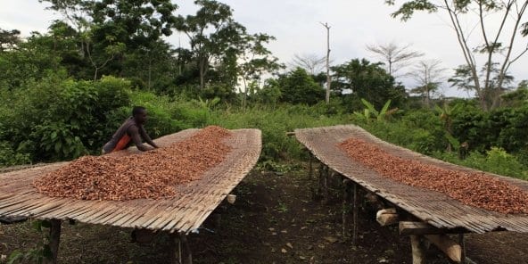 Malgré la chute cours mondiaux la Côte d’Ivoire reconduit le prix bord champ du cacao - Malgré la chute des cours mondiaux, la Côte d’Ivoire reconduit le prix bord champ du cacao