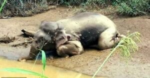 Un Éléphant Retrouvé Criblé D’au Moins 70 Balles Par Des Braconniers Qui Lui Ont Volé Ses Défenses.