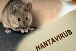 Chine : Ces Informations Capitales À Avoir Sur Le Hantavirus