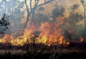 Togo : Un Feu De Brousse A Ravagé Le Champ D&Rsquo;Un Jeune Entrepreneur Agricole