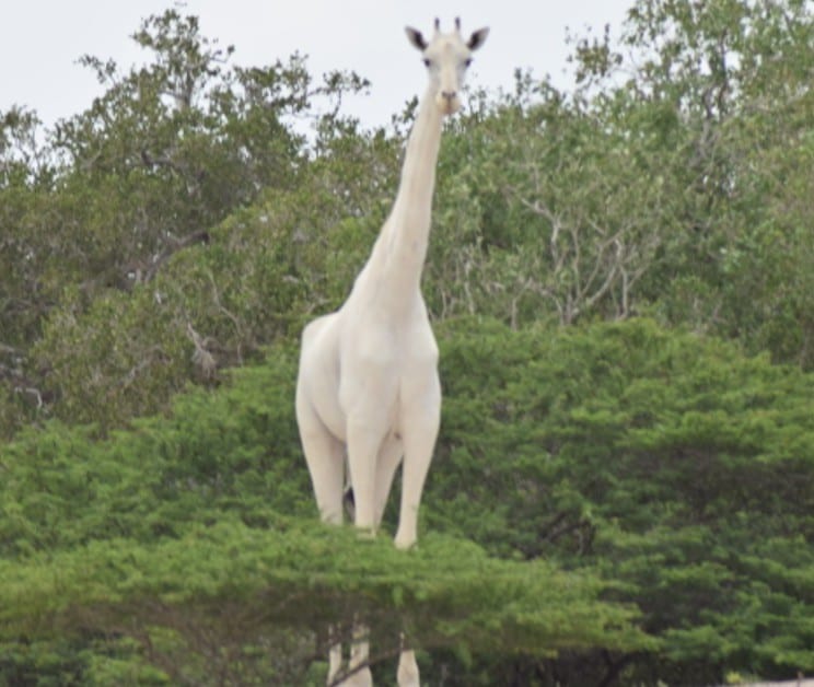 Kenya : La Seule Girafe Blanche Femelle Du Monde Abattue Avec Son Petit