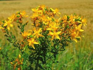 12 Herbes Médicinales À Connaître Absolument En 2020