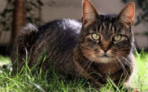 Coronavirus : Un Chat Contaminé Par Son Maître