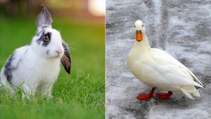 Couvre-Feu Sanitaire : Vol De 35 Lapins Et 12 Canards Dans Un Domaine