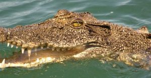 Afrique Du Sud: Il Perd Son Travail À Cause Du Covid-19 Et Finit Ses Jours Entre Les Crocs D’un Crocodile