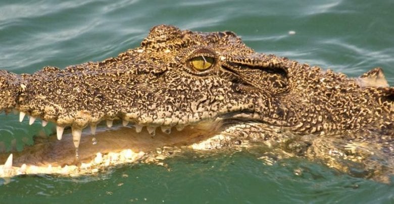 Afrique Du Sudil Perd Son Travail Causecovid 19 Crocs D’un Crocodile