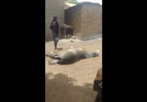 Incroyable ; Une Jeune Fille Vierge Enjambe Un Cheval Agonisant Pour Le Soulager(Vidéo)