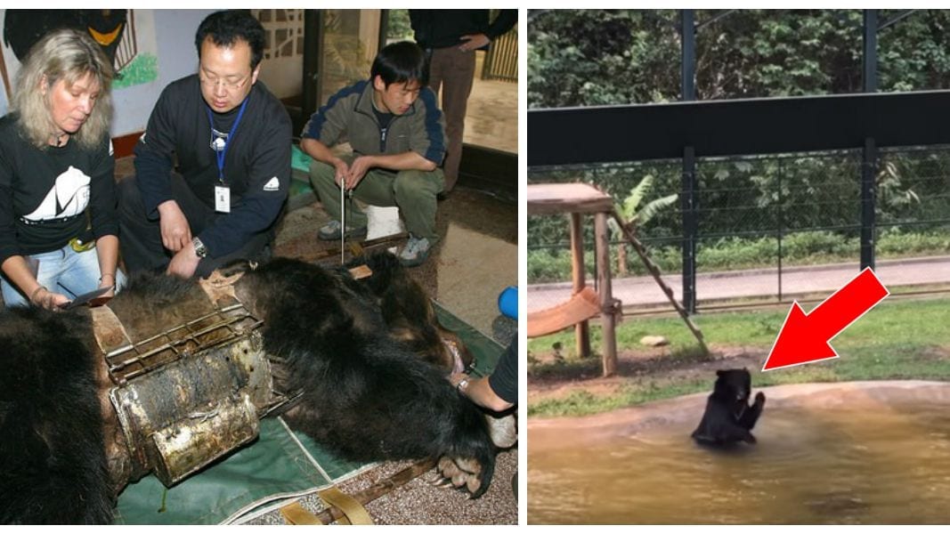 La Chine Approuve Le Traitement Du Covid-19 Par Des Injections À Base De Bile D’ours Et Corne De Chèvre