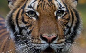 Covid-19 : Un Tigre Du Zoo De New York Testé Positif