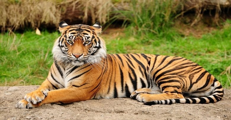 Usa: Un Tigre Dans Un Zoo Testé Positif Au Coronavirus