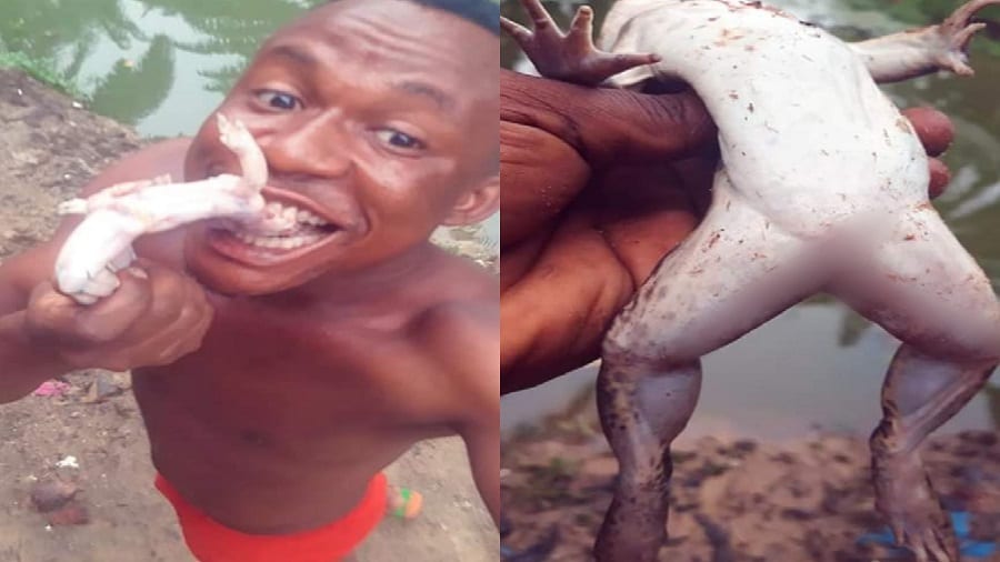 Un nigérian met les Chinois au défi de manger une grenouille vivant
