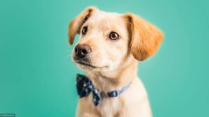 Togo: La Viande De Chien Réservée Aux Hommes Dans Le Nord Du Pays. La Raison!