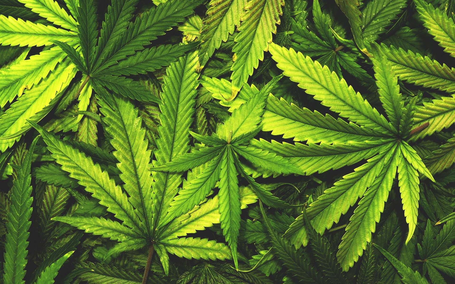 Covid-19 : Le Cannabis Réduit Les Risques D&Rsquo;Infection ( Étude)