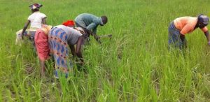 Campagne Agricole 2020 : Tout Le Dispositif Sera Mis En Place D’ici Le 15 Juin (Ministre)