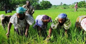 Côte D’ivoire: 150 Milliards Fcfa Pour Soutenir L’agriculture Face Au Coronavirus