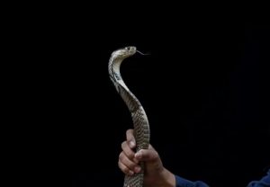 Inde : Il  Tue Sa Femme En Utilisant Le Venin D&Rsquo;Un Serpent