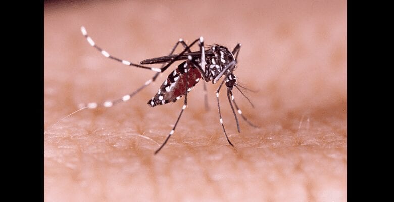 Kenya Scientifiques Découvrent Un Microbetransmission Du Paludisme