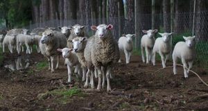 Maroc : Un Français Condamné À De La Prison Ferme Pour Avoir Violenté Des Moutons