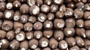 Ghana : Du Manioc Pour Produire De L&Rsquo;Électricité