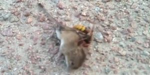 Quand Une Souris Se Fait Tuer Par Un Frelon Asiatique Géant En Quelques Secondes-Vidéo