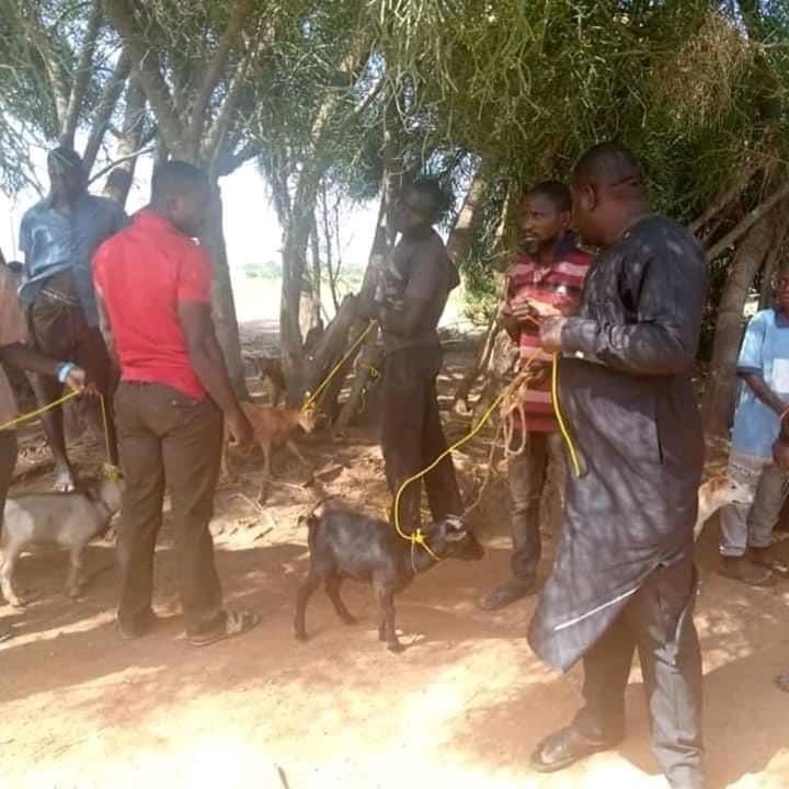 Nigeria/insolite : Le politicien Daniel Ukpera fait don de cordes pour attacher les chèvres (Photos)