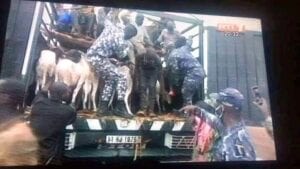 Des Clandestins Burkinabés Cachés Dans Un Camion De Moutons, Arrêtés (Photos)